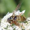 Spilomyia manicata